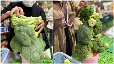 「バケツに積み放題」ブロッコリー！