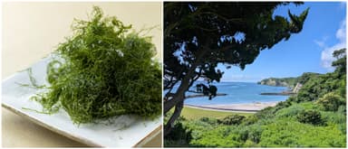 千葉県いすみ市発、希少な“陸上養殖青のり”の香り