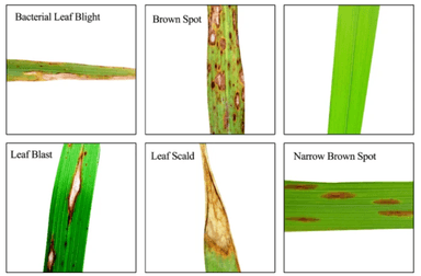 稲の病害例：CIAT提供