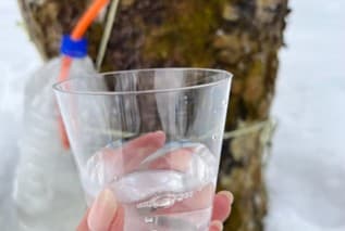 天然のメイプルサップ採取体験2