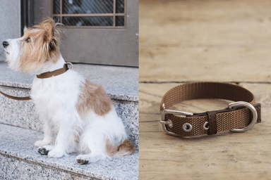 犬用首輪 着用イメージ