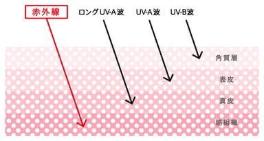 赤外線 肌