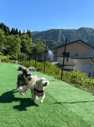 宿泊施設併設ドッグラン