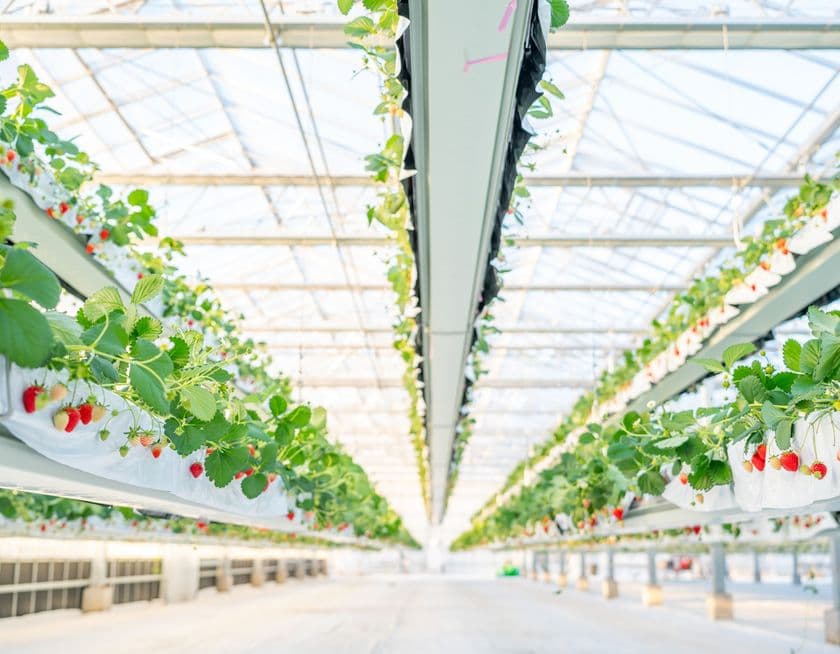 「the BERRY YOKOHAMA」が12月13日より　
今シーズンのいちご狩りを開始！　
昨季11,448名来場の人気いちご狩り、年末年始も特別営業