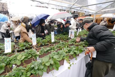 巣鴨地蔵通り商店街でのいちご狩り風景