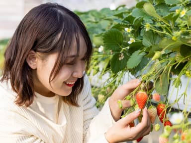こもろ布引いちご園いちご狩り体験