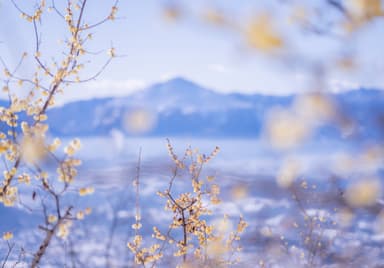 長瀞宝登山臘梅園　イメージ