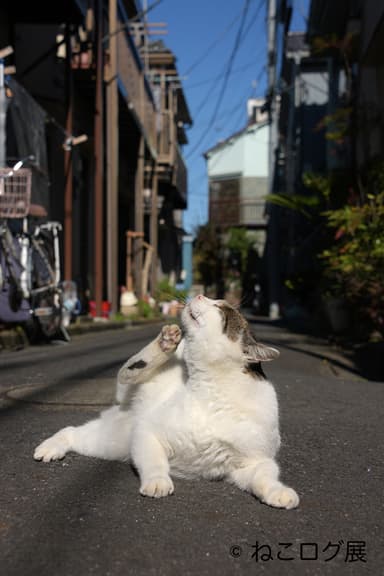 展示予定作品(6)