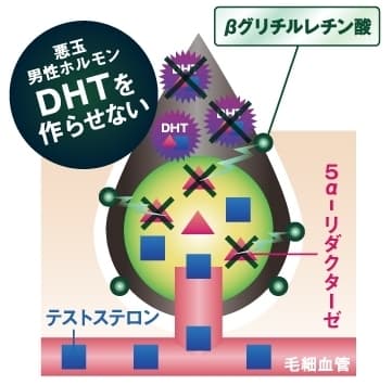 毛乳頭内イメージ