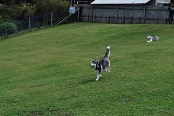 昨年度ドッグラン開催時の様子