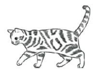 ルーシー