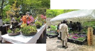(左)鉢展示（過年度開催時の様子）／(右)苗の即売会（過年度開催時の様子）