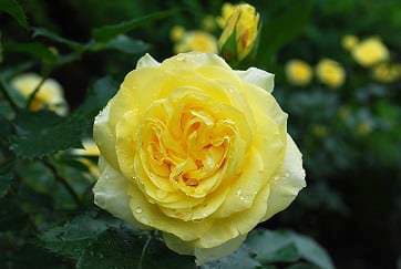  ローズウオーク(昨年の様子)