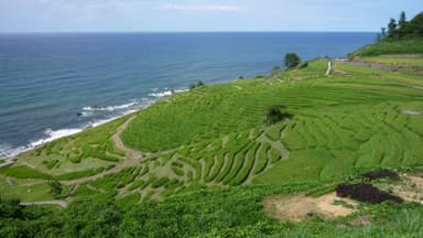 千枚田イメージ画像　初夏