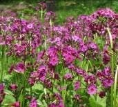 クリンソウ 5月10日の様子