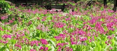 クリンソウ（サクラソウ科）