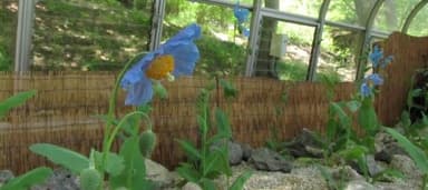 メコノプシス・ベトニキフォリア5月10日の様子