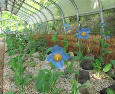 ガラス室内の様子（5月13日現在）