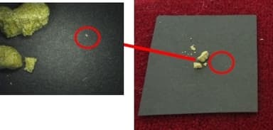 ダニのチェック方法2