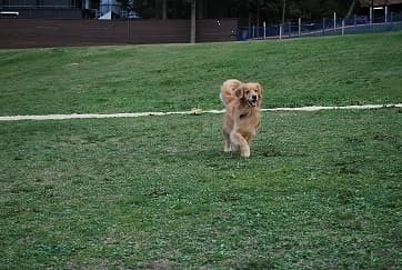 ドッグラン