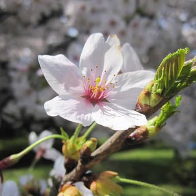 桜_1