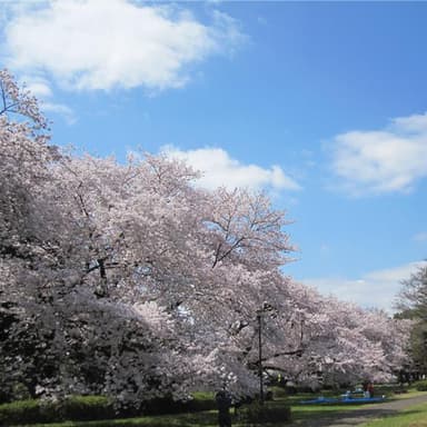 桜_2