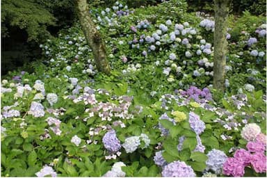 昨年度までの園内の紫陽花ならびにライトアップの模様