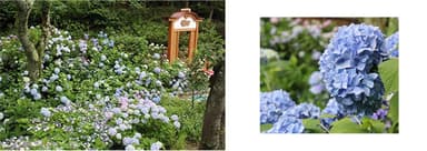 昨年度までの園内の紫陽花ならびにライトアップの模様
