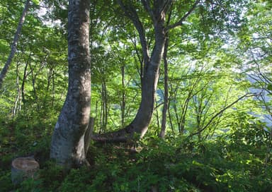 根尾の森