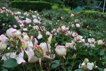 ローズウオーク(６月６日撮影)