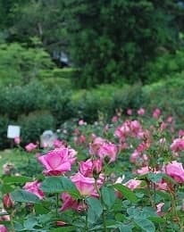 ローズウオーク(６月６日撮影)