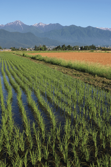 安曇野夏風景