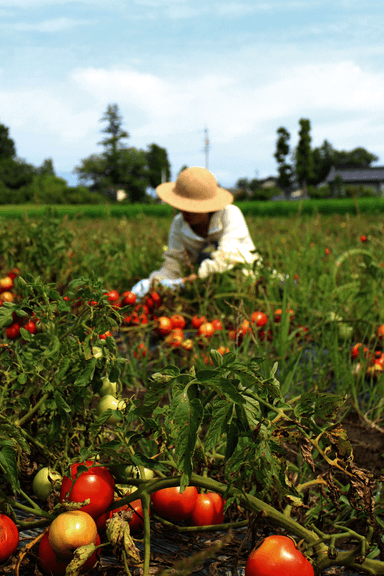 夏：無農薬トマトの収穫