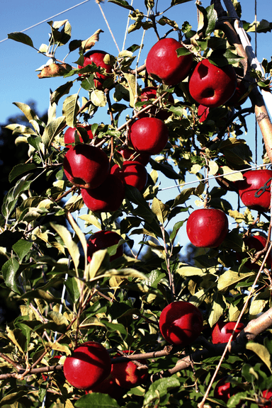 秋：りんごの収穫