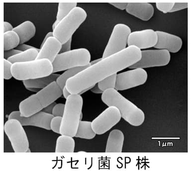 ガセリ菌SP株
