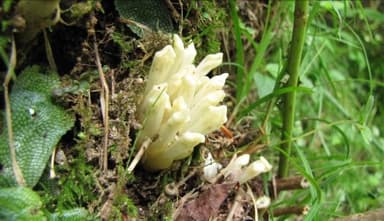 キヨスミウツボ