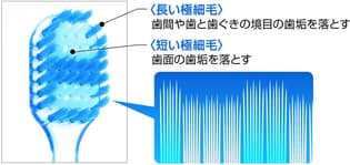 ワイドヘッド図2