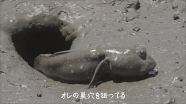 愛の戦士ムツゴロウ