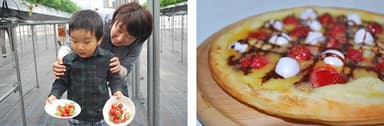 イチゴの摘み取り体験の様子 ／ 摘みたてのイチゴを使ったデザートピザ