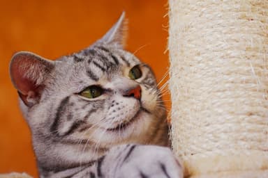 猫と住まいの関係は…