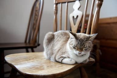 住まいと猫のベストショットを大募集！