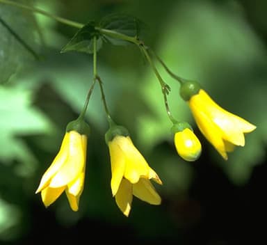 キレンゲショウマ