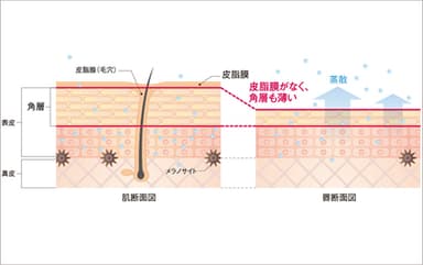 くちびるの構造