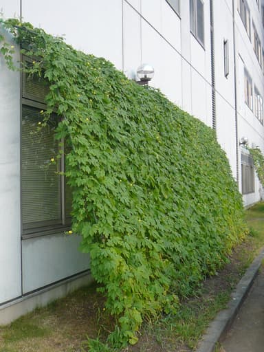 京セラ横浜事業所（横浜市）のグリーカーテン
