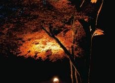 紅葉ライトアップ（イメージ）