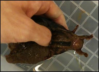 脳に大きな神経細胞をもつアメフラシ