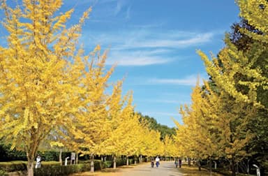 ▲秩父ミューズパーク（紅葉時期）