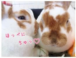 うさぎ