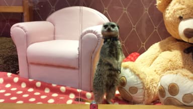 ミーアキャットがいる日本初の猫カフェ