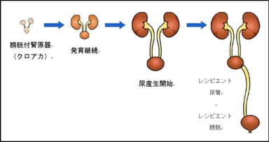研究の内容